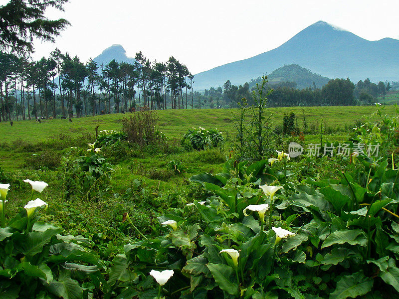 Mikeno和Karisimbi火山和Cinder Cone Mugongo卢旺达